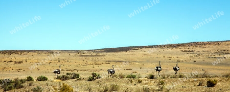 Landscape with ostrich breeding at Darling South Africa