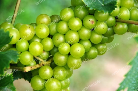 Fruchtstand von Weintrauben