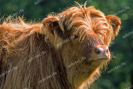 Schottisches Hochlandrind (Highland Cattle) Tierkinder