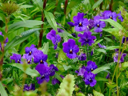 Viola lila P1260453
