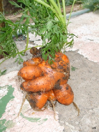 Karotte, ein Pfund schwer