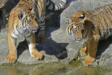 Hinterindischer oder Indochina Tiger (Panthera tigris corbetti) Jungtiere am Wasser, Tierpark Berlin, Deutschland, Europa