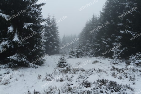 Harz, Wald im Winternebel