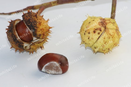 several chestnut still partially in the fruit body  mehrere Kastanien teilweise noch im Frucht Geh?use