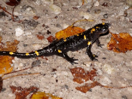 Salamander, Kriechtier