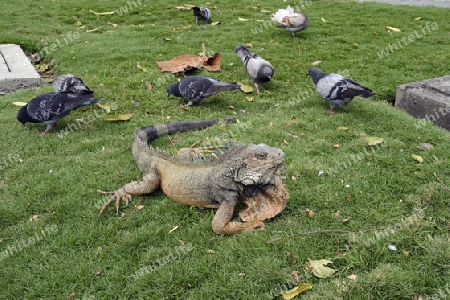 gruene Leguane ( Iguana iguana terrestres) im Parque Seminario oder auch Parque Bolivar oder Parque de las Iguanas,  Iguanapark, Guayaquil, Ecuador, Suedamerika