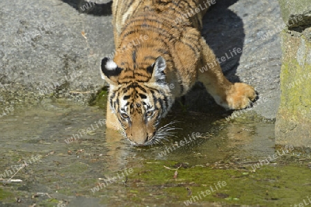 Hinterindischer oder Indochina Tiger (Panthera tigris corbetti) Jungtier am Wasser, Tierpark Berlin, Deutschland, Europa