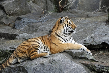Tiger 009