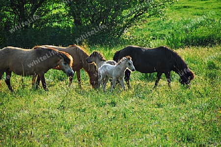 Pferde mit Fohlen auf der Weide