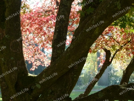 M?chtiger Baum mit Herbstlaub im  Gegenlicht