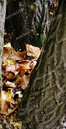 Baumgabel mit Herbstlaub 1