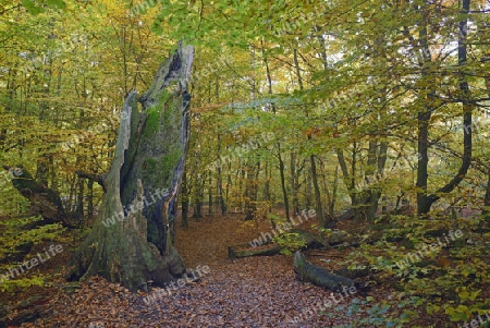 Ca. 800 Jahre alte Buche (Fagus) im Herbst,   Urwald Sababurg Naturschutzgebiet, Hessen, Deutschland, Europa