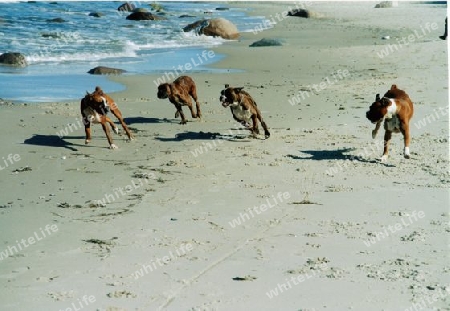 Strandrennen der Boxer