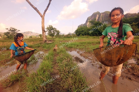 Kinder suchen nach einem Regentag in den Reisfeldern nach Kleifischen an der Landstrasse 12 beim Dorf Mahaxai Mai von Tham Pa Fa unweit der Stadt Tha Khaek in zentral Laos an der Grenze zu Thailand in Suedostasien.
