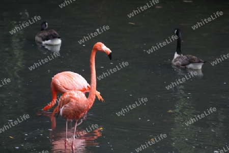 Flamingos - Phoenicopteri