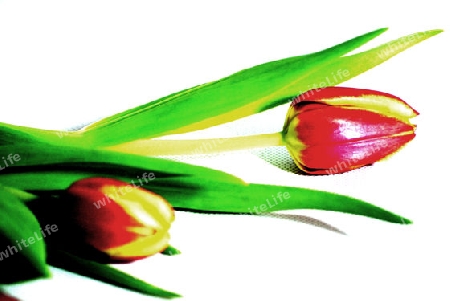 Tulpen3