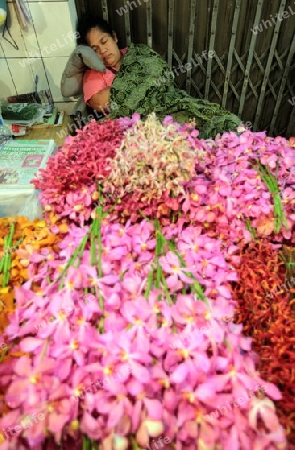 Blumen auf dem Pak Khlong Markt von Bangkok der Hauptstadt von Thailand in Suedostasien. 