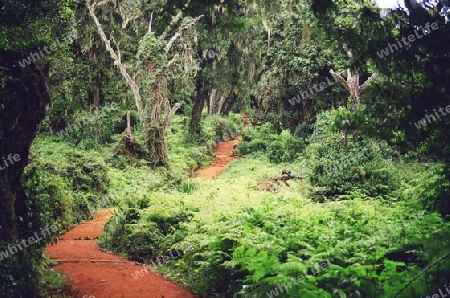 Weg im Regenwald