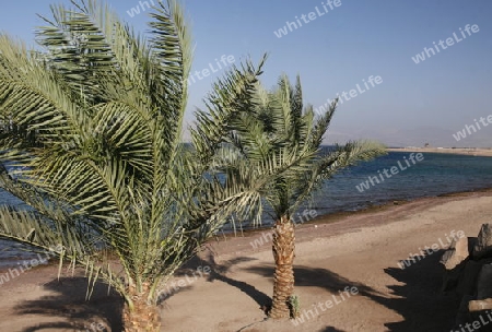 the coast with a Beach in the city of Aqaba on the red sea in Jordan in the middle east.