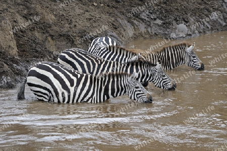 Zebra (Equus quagga), Herde am Flussufer bei der Migration, Mara Flu?, Kenia, Afrika