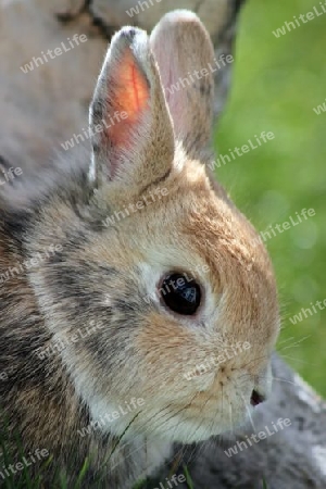 Zwergkaninchen - Dwarf Rabbit