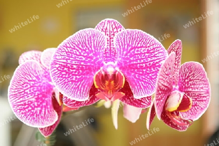 3 Orchideen