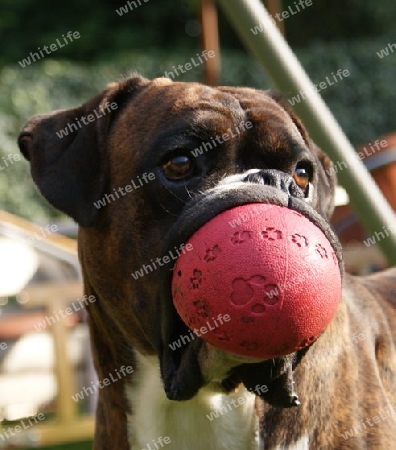  Boxer mit Mundschutz