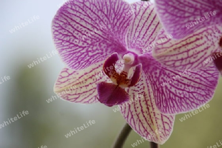 Orchidee einzeln