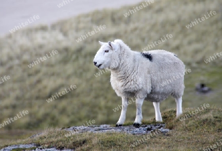 sheep near coast in Scotland