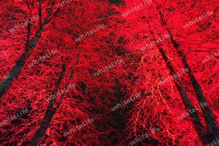 Rot beleuchtete Bäume