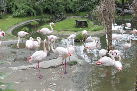Flamingos in Hellbrunn