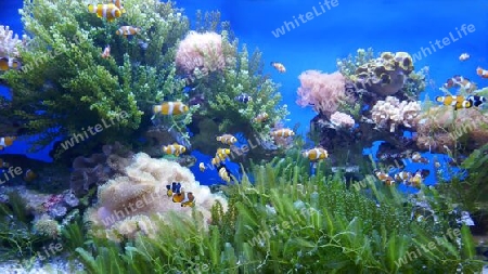 Unterwasserwelt im Aquarium