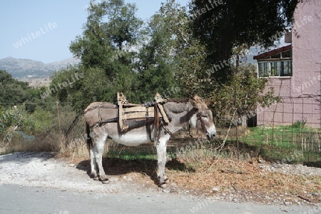 Esel im griechischen Dorf