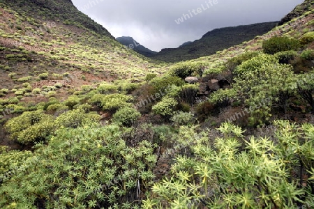 the Landscape near mountain Village of  Fataga in the centre of the Canary Island of Spain in the Atlantic ocean.