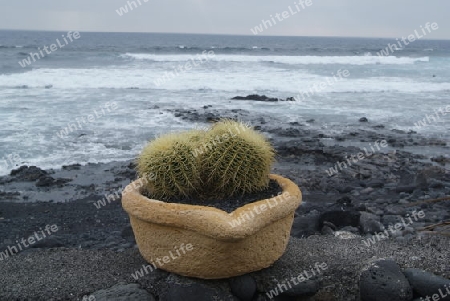 Kaktustopf am Strand von Lanzarote