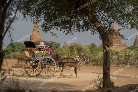 Tourists in a Oxcart Taxi in front Temple and Pagoda Fields in Bagan in Myanmar in Southeastasia.