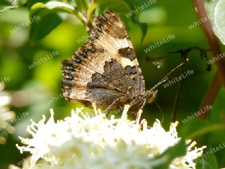 Schmetterling P6040720