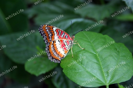 Faszination Schmetterling