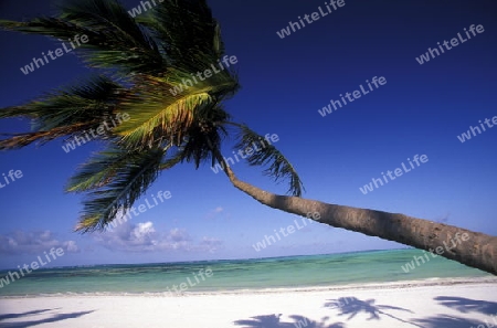Ein Traumstrand bei Bwejuu an der Ostkuester der Insel Zanzibar oestlich von Tansania im Indischen Ozean.