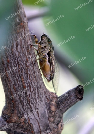 Eine Zikaden oder Singzikade oder Platylomia radha auf der Insel Ko Tao im Golf von Thailand im Suedwesten von Thailand in Suedostasien