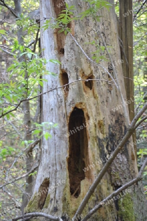 Scream Tree