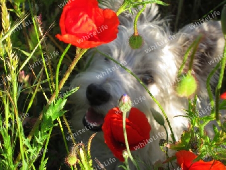 Westie - West Highland Terrier Hendrick