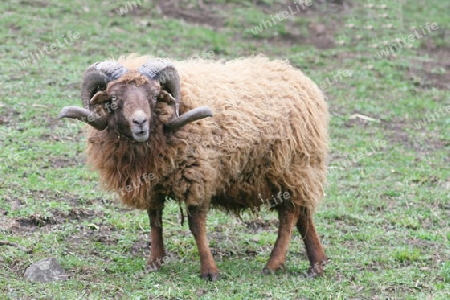 Beautiful rare breed of sheep ram Skudde (Ovis ammon f. Aries)  Sch?ner Widder der Seltenen Schafrasse Skudde,(Ovis ammon f. aries)