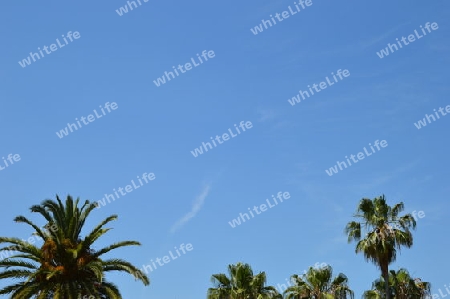 Palmenblaetter unterm blauen Himmel