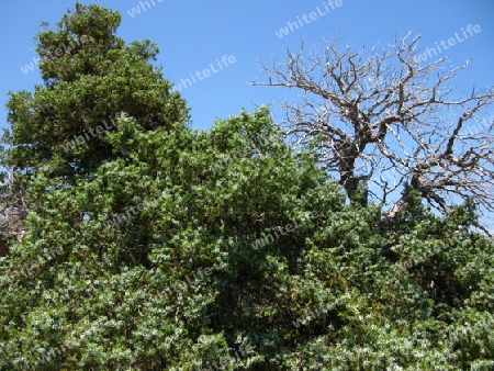 Wacholderbaum auf Chrissi Island