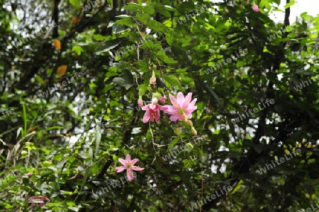Passiflora tarmiana