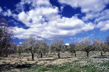 Die Mandelbaeume bluehen zur Zeit der Mandelblueten Saison im Februar im Zentrum der Insel Mallorca einer der Balearen Inseln im Mittelmeer.    