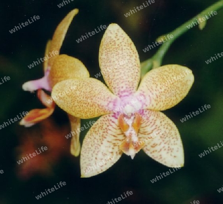 Orchideenbl?te