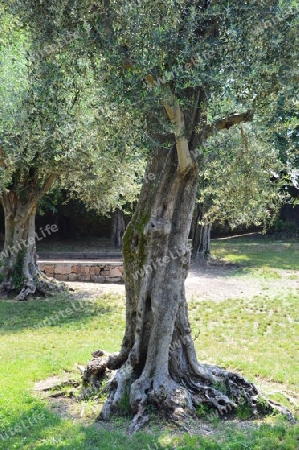 alter Olivenbaum 1