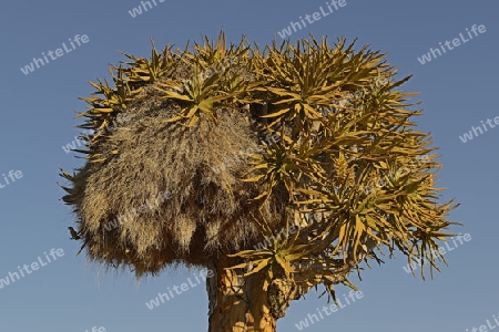 Nest des Siedelweber (Philetairus socius) in einem K?cherbaum oder Quivertree (Afrikaans: Kokerboom,  Aloe dichotoma) bei Sonnenaufgang , Keetmanshoop, Namibia, Afrika